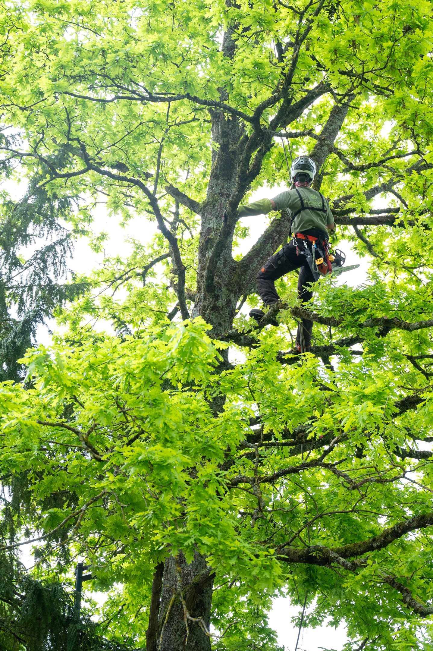Nos arboristes au service de vos arbres